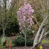 First Blush Flowering Cherry #7 - Image 2